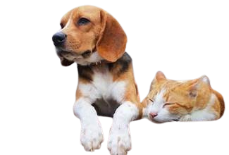 Animais